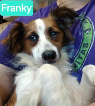 Franky -  Papillon and Jack Russell Terrier Dog for Adoption in Mena, Arkansas - Franky | PetCurious