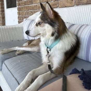 Foxy -  Collie and Mixed Breed Dog for Adoption in York, Pennsylvania - Foxy | PetCurious