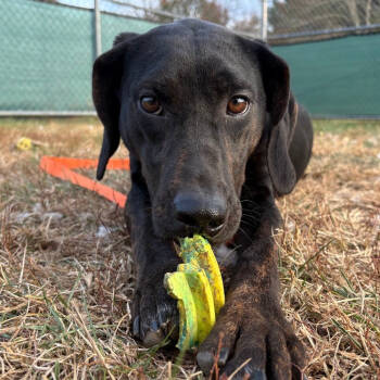 Rescue Plott Hound Dogs for Adoption in Harrisonburg, Virginia - Paul | PetCurious