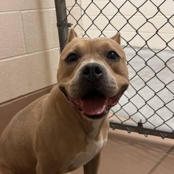 Sophie -  Pit Bull Terrier and Mixed Breed Dog for Adoption in Reno, Nevada - Sophie | PetCurious