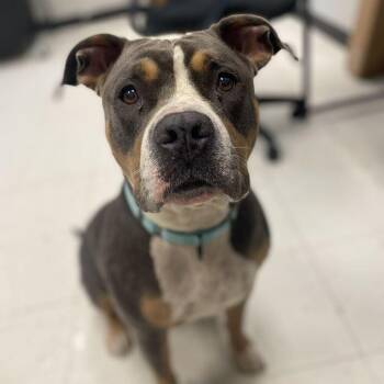 June Bug -  Mixed Breed Dog for Adoption in Davenport, Iowa - June Bug | PetCurious