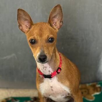 Rescue Terrier Dogs for Adoption in Pekin, Illinois - Sox | PetCurious