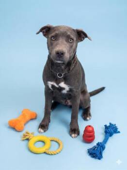 Pit Bull Terrier and Cane Corso Dogs Available for Adoption in Bowling Green, Kentucky - Willow | PetCurious