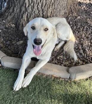 Crash -  Labrador Retriever Dog for Adoption in Red Bluff, California - Crash | PetCurious