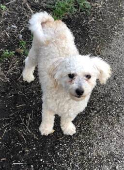 Poodle Dogs Available for Adoption in Colleyville, Texas - Harper | PetCurious