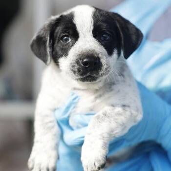 Sparky -  Australian Shepherd and Mixed Breed Dog for Adoption in San Antonio, Texas - Sparky | PetCurious