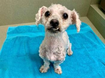 Poodle and Mixed Breed Dogs Available for Adoption in Moreno Valley, California - DANIEL | PetCurious