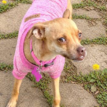 Chihuahua Dogs Available for Adoption in Boerne, Texas - Sheena | PetCurious