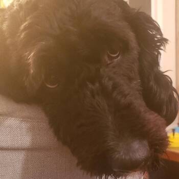 Rescue Bernedoodle Dogs for Adoption in Richmond Hill, Ontario - Murphy | PetCurious