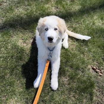 Great Pyrenees and Shepherd Dogs Available for Adoption in Chatham, New Jersey - Quinn | PetCurious