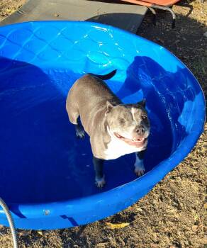 Rescue Pit Bull Terrier Dogs for Adoption in Benbrook, Texas - Tabitha | PetCurious