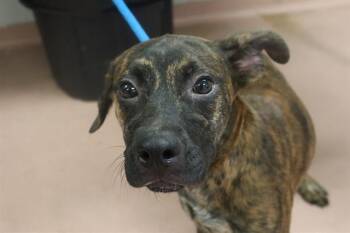 Mixed Breed Dogs Available for Adoption in Columbia, South Carolina - GOOSE | PetCurious