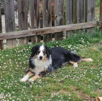 Australian Shepherd Dogs Available for Adoption in Vale, North Carolina - Demi | PetCurious