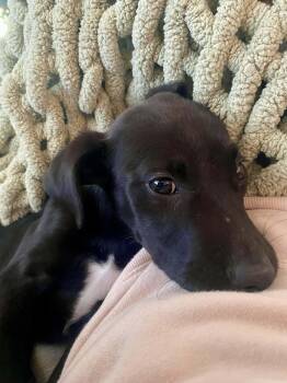 Mcnab Dogs Available for Adoption - Lily | PetCurious