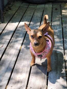Chihuahua Dogs Available for Adoption in Milton, Delaware - Mo To Love | PetCurious