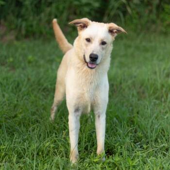 Cozby -  Mixed Breed Dog for Adoption in Springboro, Ohio - Cozby | PetCurious