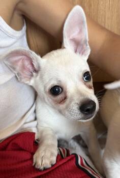 Ford -  Chihuahua Dog for Adoption in Deming, New Mexico - Ford | PetCurious