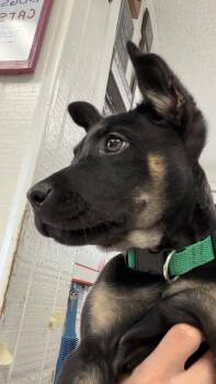 Shepherd and Doberman Pinscher Dogs Available for Adoption - Mocha (Puppy) | PetCurious