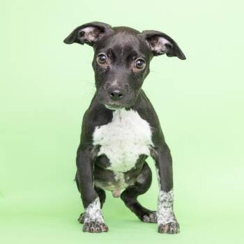 Calvin Coolidge -  Mixed Breed Dog for Adoption in Franklin, Tennessee - Calvin Coolidge | PetCurious