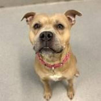 Mixed Breed Dogs Available for Adoption in Hilliard, Ohio - Roscoe | PetCurious