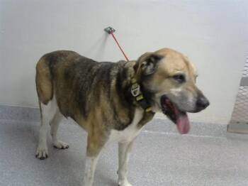 Labrador Retriever and Mixed Breed Dogs Available for Adoption in Pasadena, Texas - A184420 | PetCurious