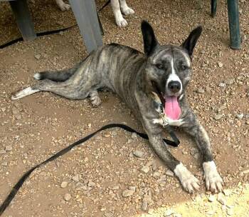 Mixed Breed Dogs Available for Adoption in Pegram, Tennessee - PRINCESS | PetCurious