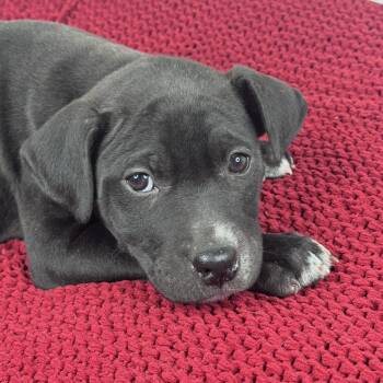 Pit Bull Terrier and American Staffordshire Terrier Dogs Available for Adoption - Kash (adoption Fee Partially Sponsored, Now $150) | PetCurious