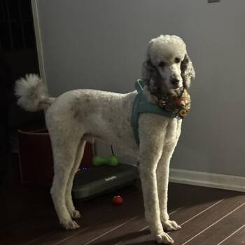 Finn -  Poodle Dog for Adoption in Lenoir, North Carolina - Finn | PetCurious