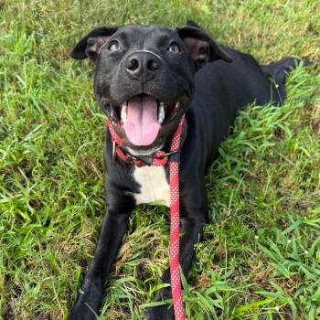 Zelda -  Terrier and Mixed Breed Dog for Adoption in Daphne, Alabama - Zelda | PetCurious
