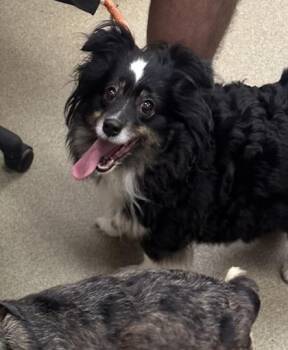 Ceres -  Australian Shepherd and Mixed Breed Dog for Adoption in Palm Coast, Florida - Ceres | PetCurious
