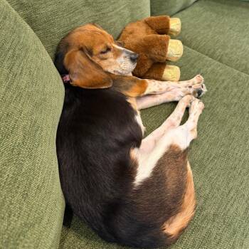 Summer Friday -  Beagle Dog for Adoption in Chicago, Illinois - Summer Friday | PetCurious