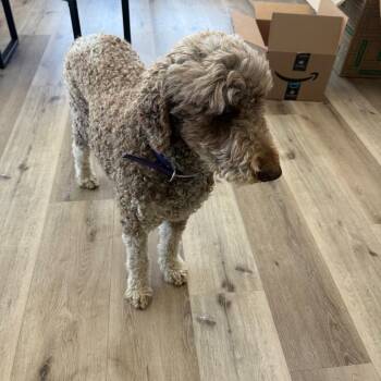 Poodle Dogs Available for Adoption - Kramer | PetCurious