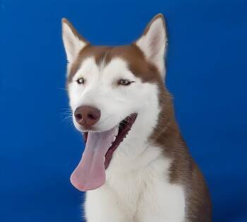 CREED -  Siberian Husky Dog for Adoption in Pasadena, California - CREED | PetCurious