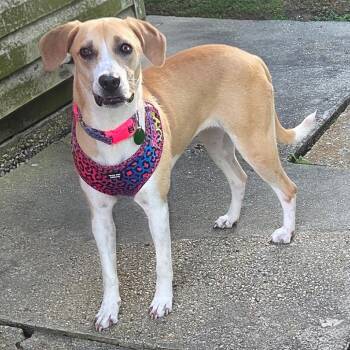 Coonhound and Mixed Breed Dogs Available for Adoption in New Orleans, Louisiana - Tessa Thyme | PetCurious