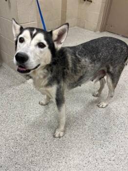 Rescue Siberian Husky and Mixed Breed Dogs for Adoption in Conroe, Texas - ROSABELL | PetCurious