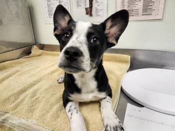 OREO -  Australian Cattle Dog Blue Heeler and Mixed Breed Dog for Adoption in Santa Cruz, California - OREO | PetCurious