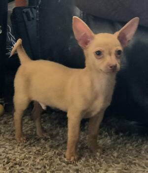 Rescue Miniature Pinscher and Dachshund Dogs for Adoption in Peralta, New Mexico - **TOFFEE | PetCurious