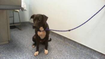 A1271154 -  Pit Bull Terrier Dog for Adoption in Charlotte, North Carolina - A1271154 | PetCurious