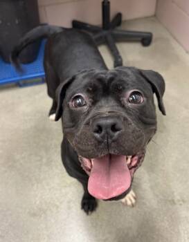 Rescue American Bulldog and Mixed Breed Dogs for Adoption in Valley View, Ohio - Pixel | PetCurious