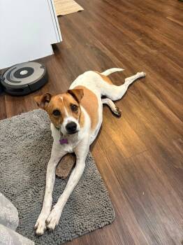 Australian Cattle Dog Blue Heeler Dogs Available for Adoption in New London, Wisconsin - Scout | PetCurious