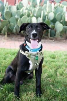 Gabe -  Black Labrador Retriever Dog for Adoption in Franklin, Tennessee - Gabe | PetCurious