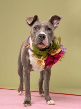 September -  Pit Bull Terrier and Mixed Breed Dog for Adoption in Atlanta, Georgia - September | PetCurious