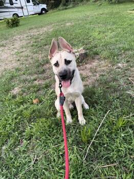 Kado -  Mixed Breed Dog for Adoption in Alexandria, Virginia - Kado | PetCurious