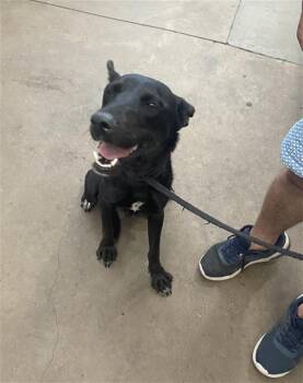 MAPLE -  Mixed Breed Dog for Adoption in Dallas, Texas - MAPLE | PetCurious