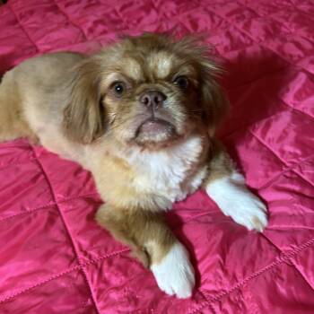 Pekingese Dogs Available for Adoption in Texarkana, Texas - Meridith | PetCurious