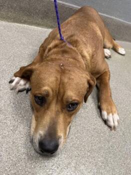 Rescue Pit Bull Terrier Dogs for Adoption in Las Vegas, Nevada - TADPOLE | PetCurious