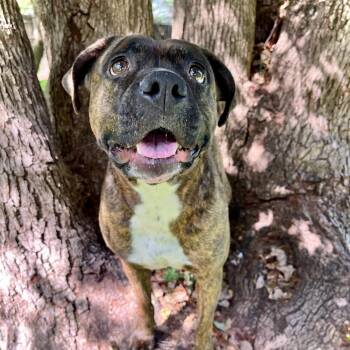 Whisper -  Bullmastiff Dog for Adoption in Palm Harbor, Florida - Whisper | PetCurious