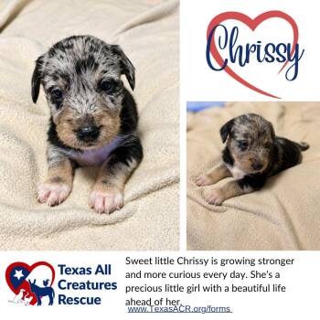 Chrissy -  Terrier Dog for Adoption in Alvarado, Texas - Chrissy | PetCurious