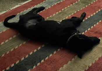 Rescue Labrador Retriever Dogs for Adoption in White Hall, Illinois - Chloe | PetCurious