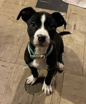 Boxer Dogs Available for Adoption - Juliet | PetCurious